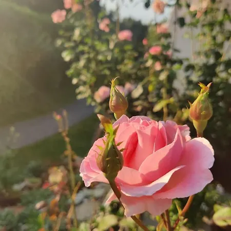 Treissmann 4* Pichling bei Stainz